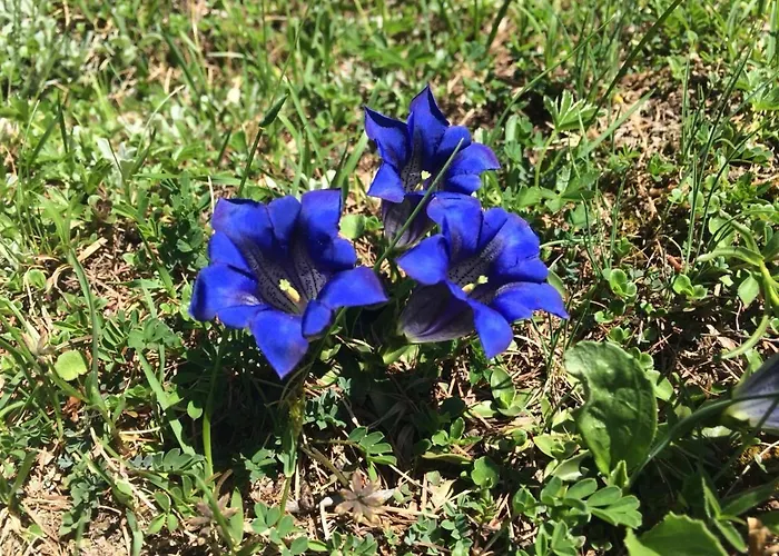 アパート Gfoeller